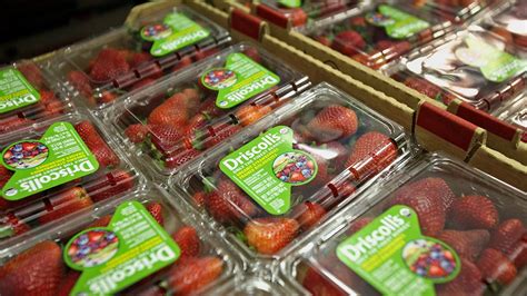 why are strawberries so cheap